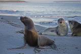 Southern Sea Lion 